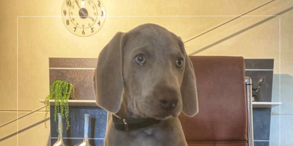Welkom Cooper!