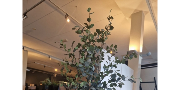 Nieuwe beplanting in de showroom